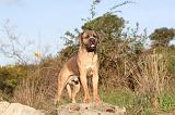 CANE CORSO 125